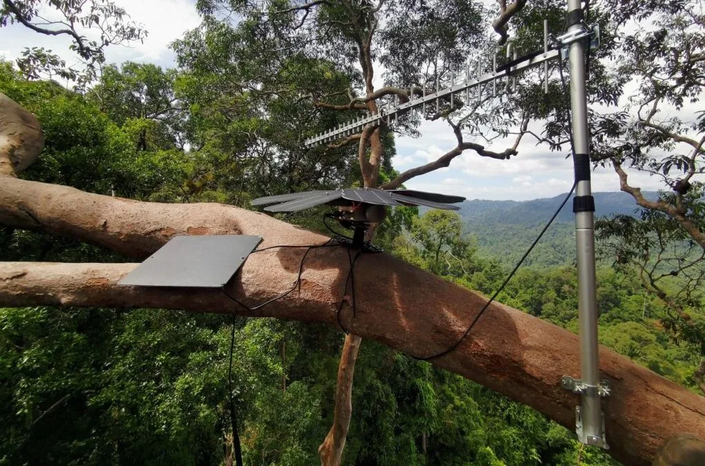 Featured image for Why Microphones Are Being Placed in Rainforests