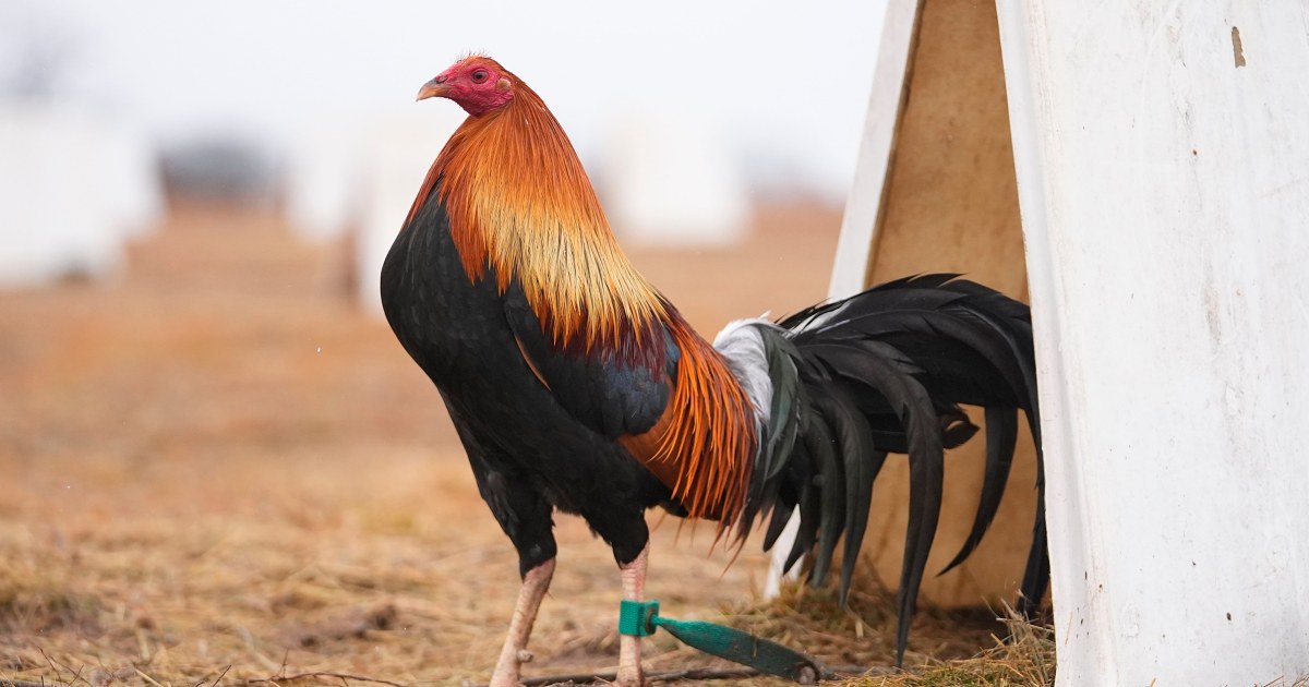 Oklahoma's Efforts to Weaken Cockfighting Penalties Frustrate Opponents