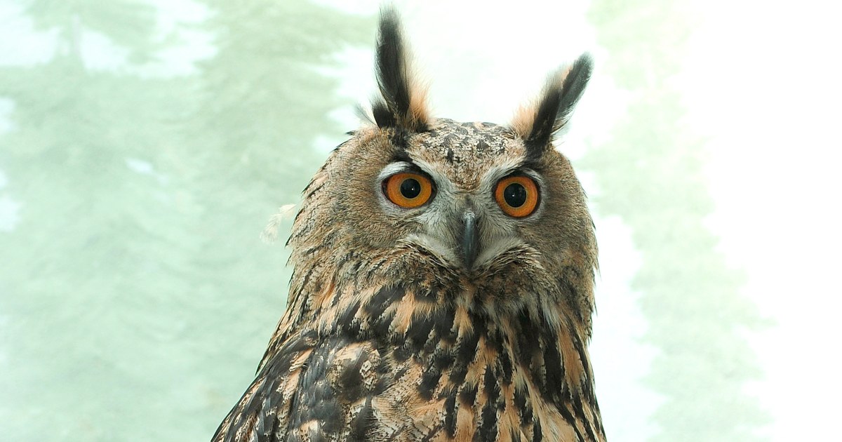 Featured image for "Remembering Flaco: Central Park Zoo's Beloved Owl's Legacy"
