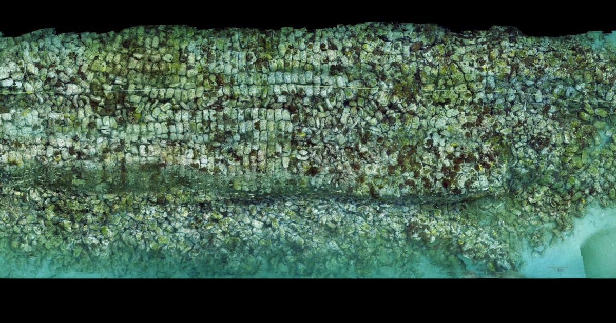 Featured image for Stunning New Image Shows Coral Reef Near Charleston