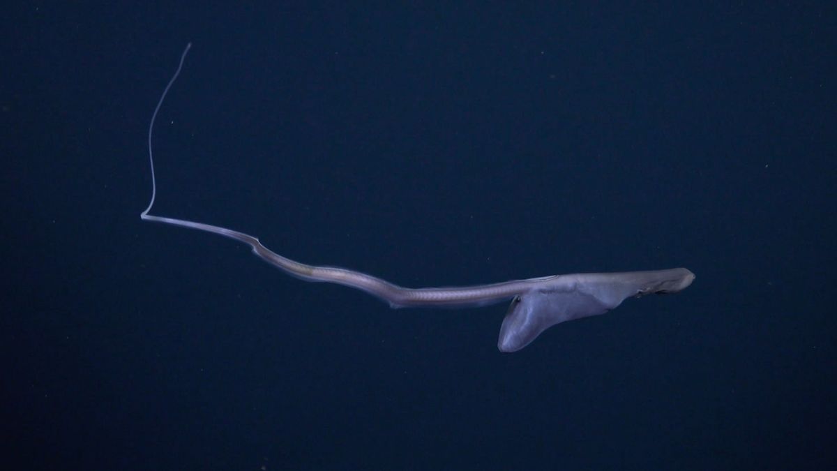 Incredible Video Captures Shapeshifting Eel's Feast in Deep Sea