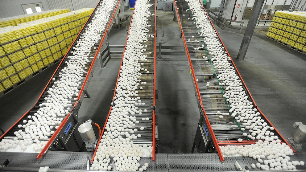Featured image for Egg Producers Found Guilty of Price Fixing Conspiracy