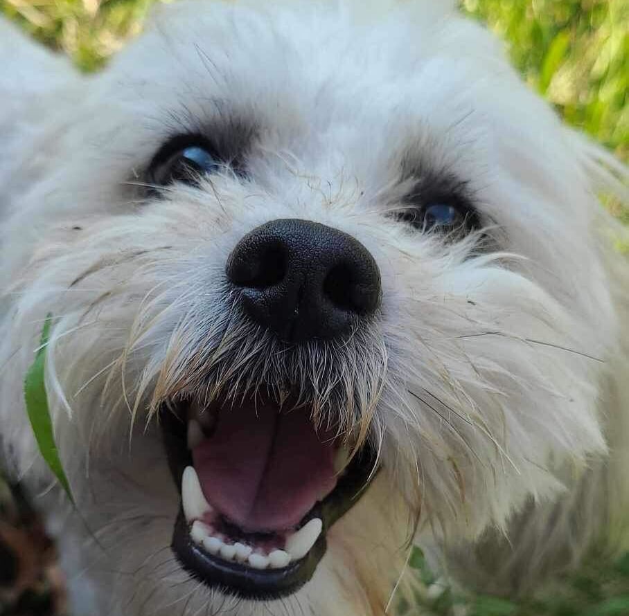 Sturgeon Officer Justified in Shooting Blind, Deaf Dog, Officials Say