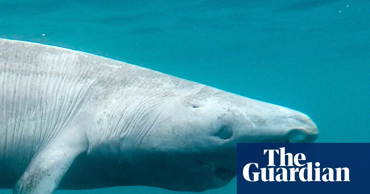 Greenland sharks aren’t blind after all — and science is only beginning to unravel their ages and migrations
