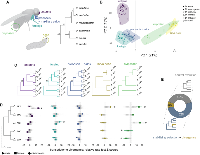 Featured image for "Unraveling Chemosensory Evolution in Diverse Fruit Flies"