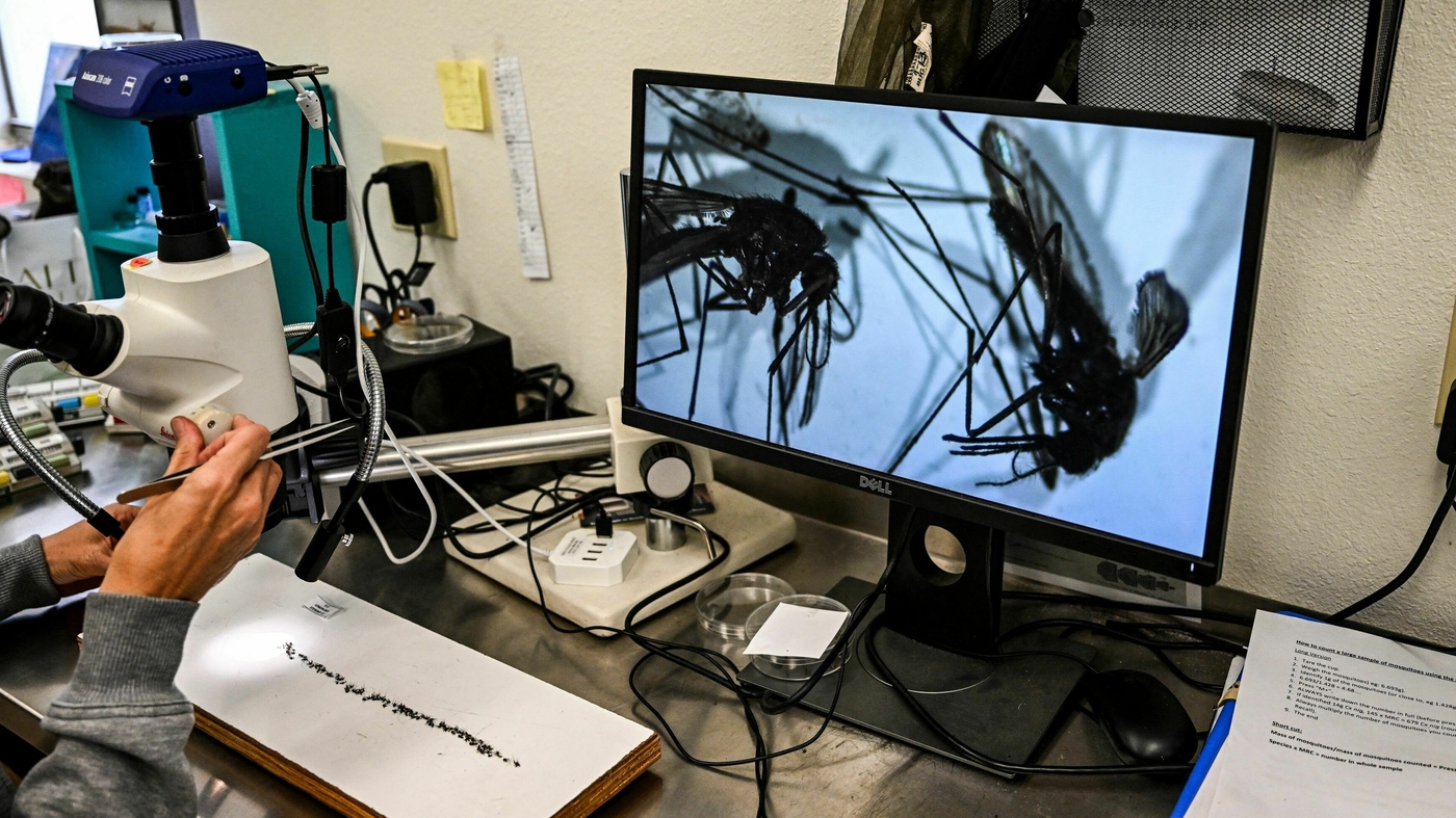 "Bioengineered Solution: Eliminating Disease-Carrying Mosquitoes"