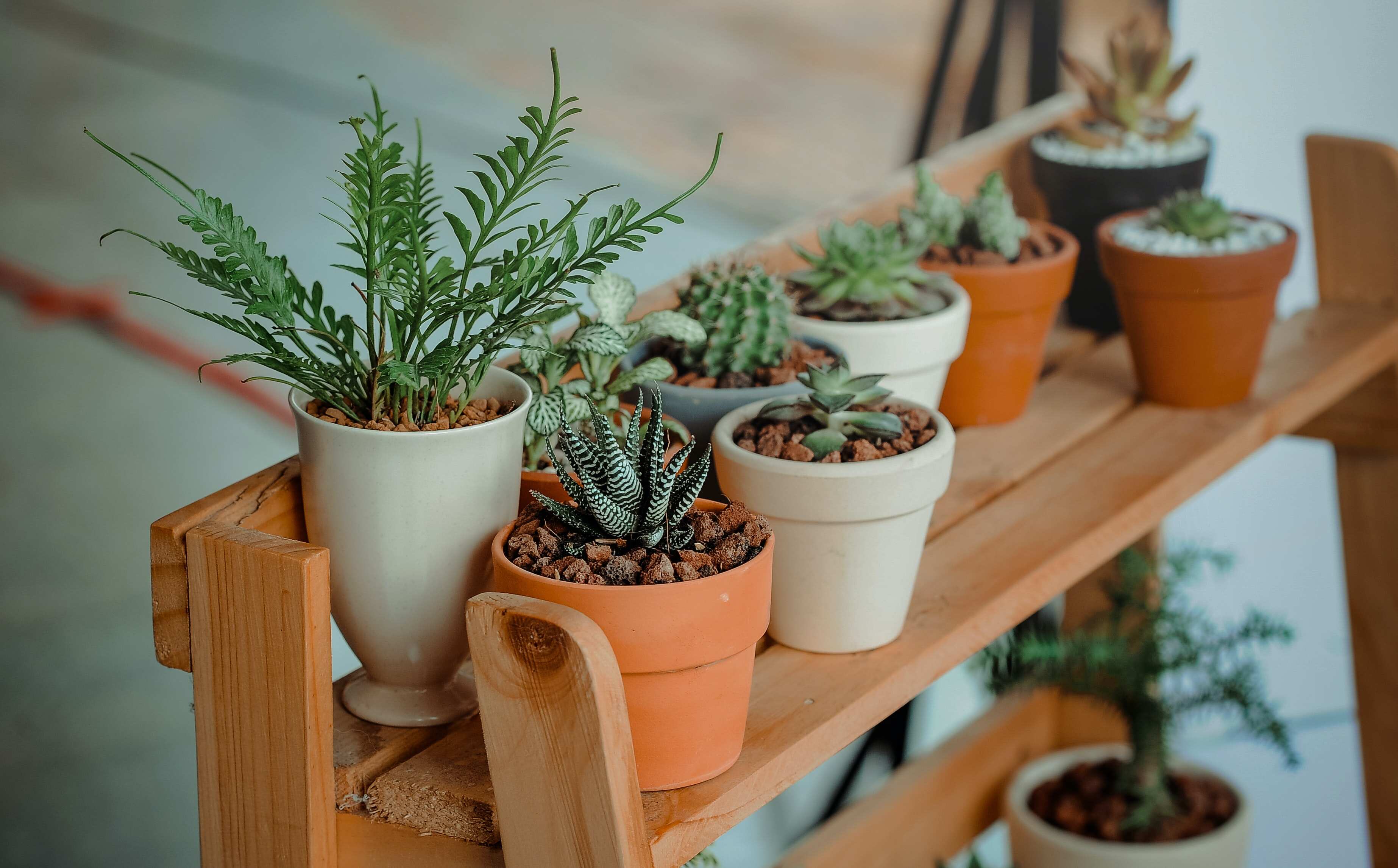 The Secret Sounds of Stressed Plants Unveiled by Scientists