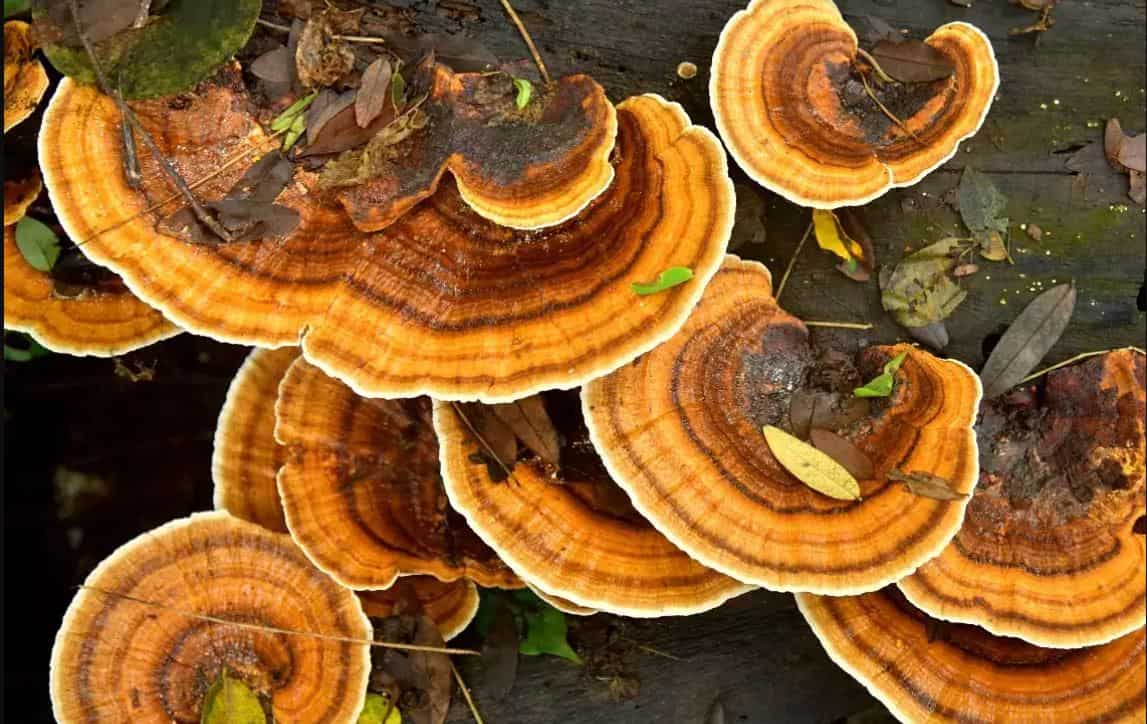 Featured image for "Unearthing Ancient Disease: World's Oldest Fungus Unveiled"