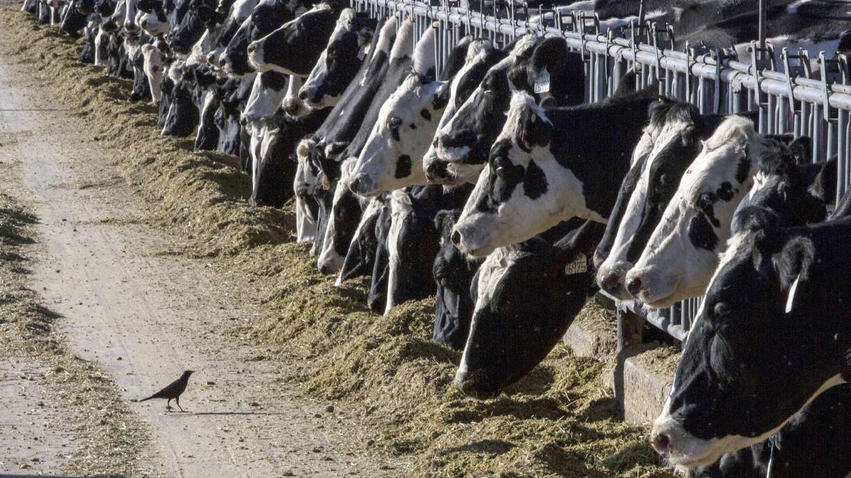 "Avian Flu Outbreak: New Restrictions Implemented as Virus Spreads to Dairy Cattle in Multiple States"