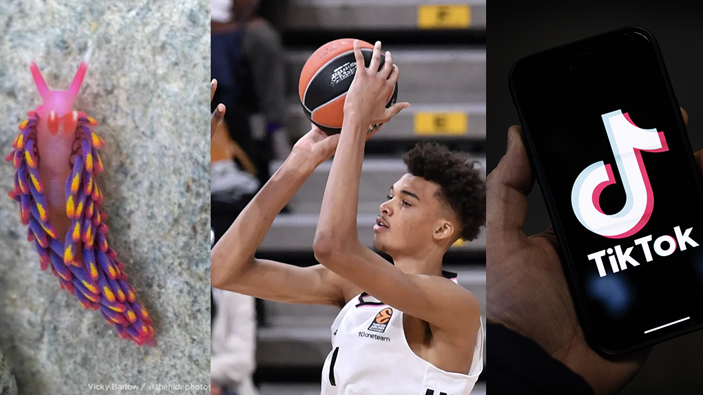 Featured image for Test Your Knowledge: NPR and Slate's Latest News Quizzes.