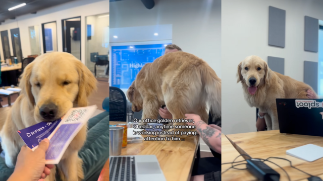 Featured image for Office Golden Retriever Distracts Coworkers for Pets