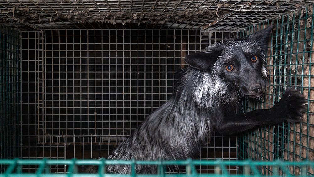 Featured image for "Avian Flu Outbreak Sparks Massive Cull of Fur Animals in Finland and Estonia"