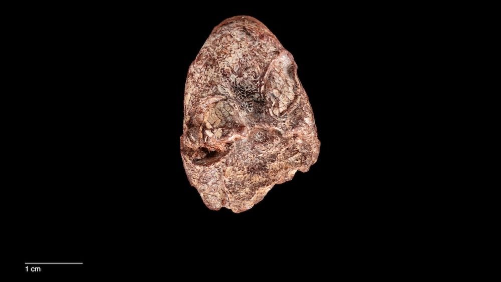 Featured image for "Kermit the Frog-Inspired Fossil Unlocks Amphibian Evolution Puzzle"