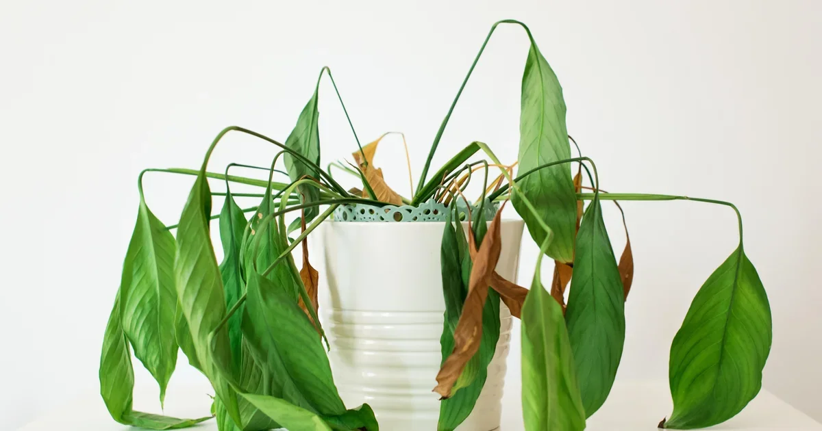 The Noisy Truth: Plants Cry Out for Help When Stressed