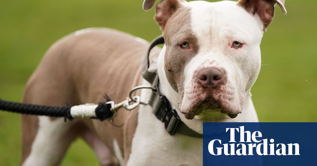 Featured image for "XL Bully Ban Sparks Judicial Review and Public Outcry in England and Wales"