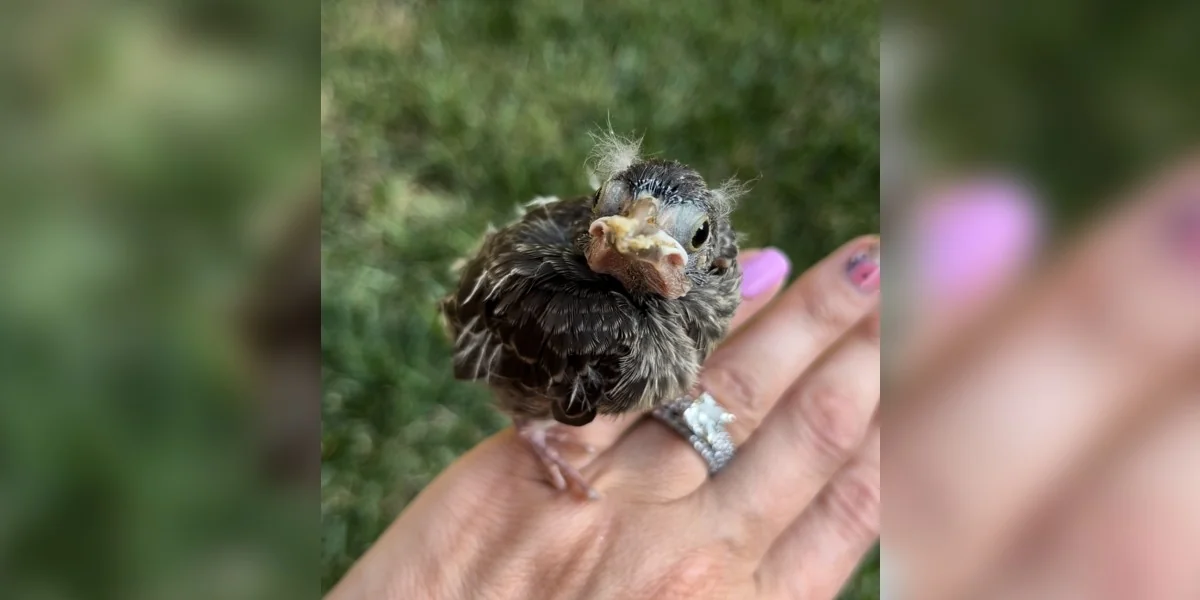 Featured image for Woman Grieving Receives Comfort from Familiar Eyebrow Visitor