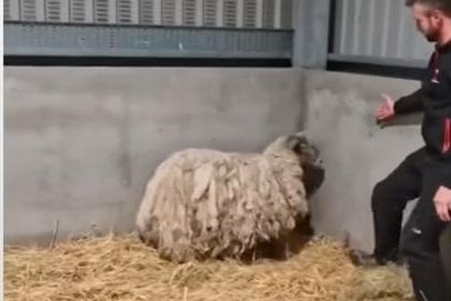 Featured image for Rescued: Britain's Loneliest Sheep Finds a New Home