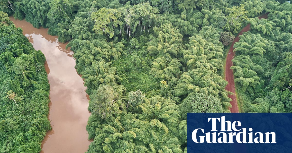 Featured image for "Discovery: 2% of Rainforest Species Account for 50% of Trees"