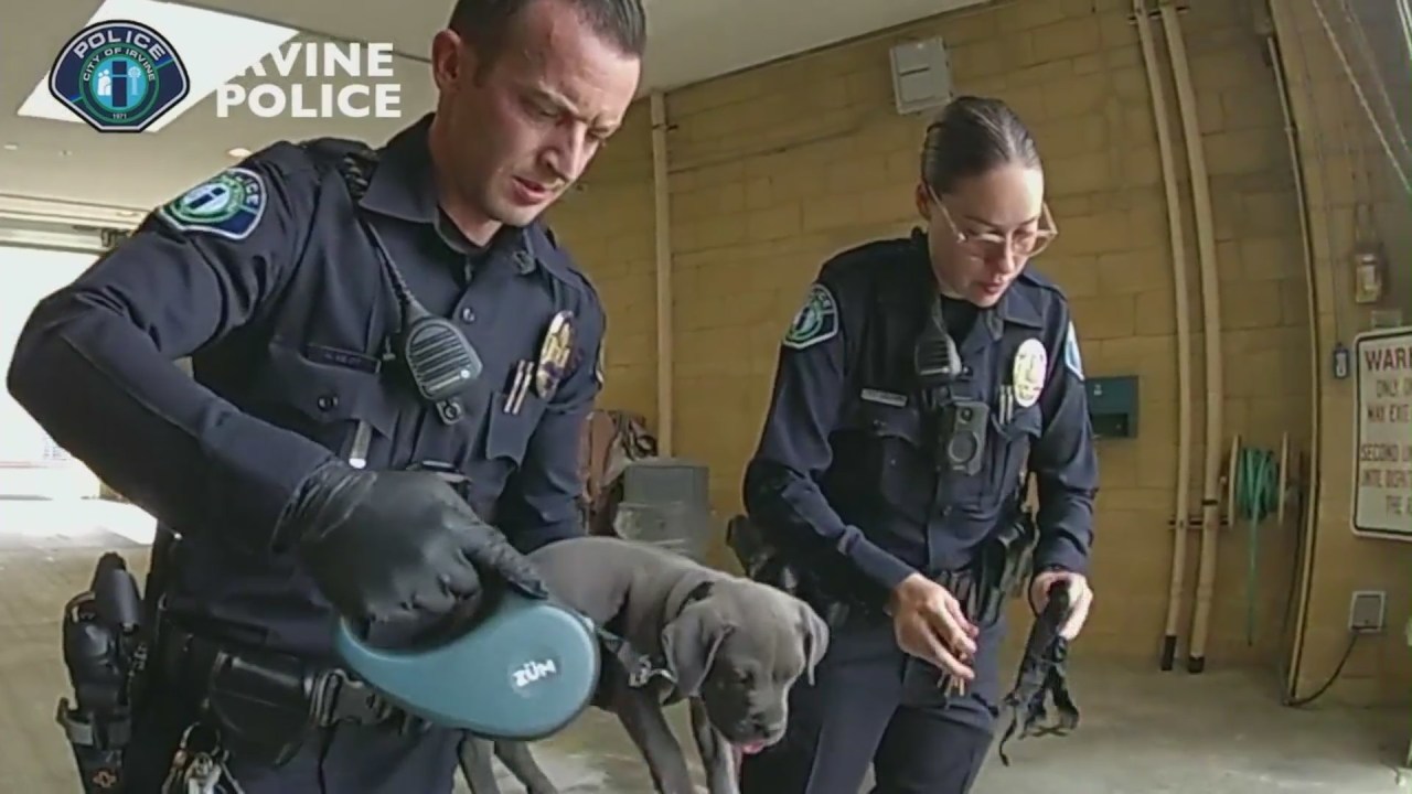 Featured image for Irvine Police Rescue Puppy from Fentanyl Overdose