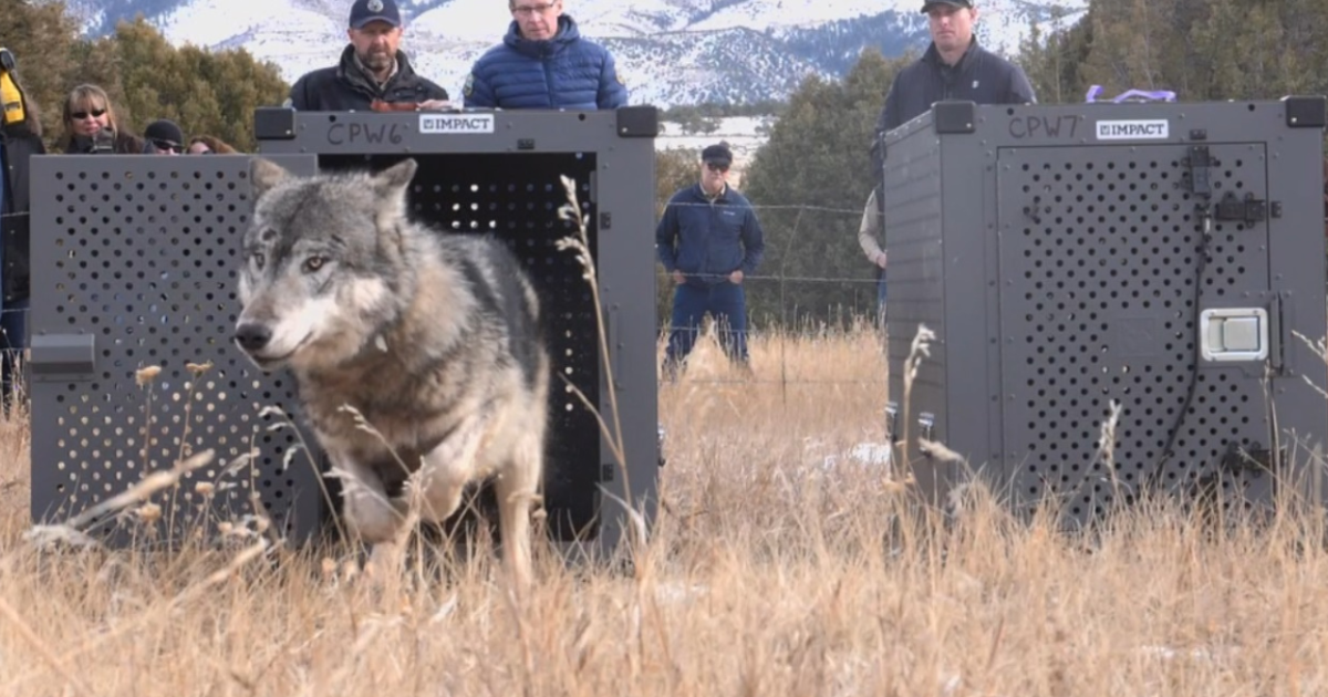 "Colorado's Wolf Reintroduction Sparks Controversy and Urgency"