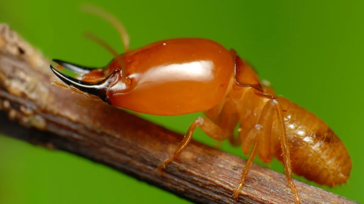 Termite Monogamy Triggers Sperm-Tail Loss and Social Shift