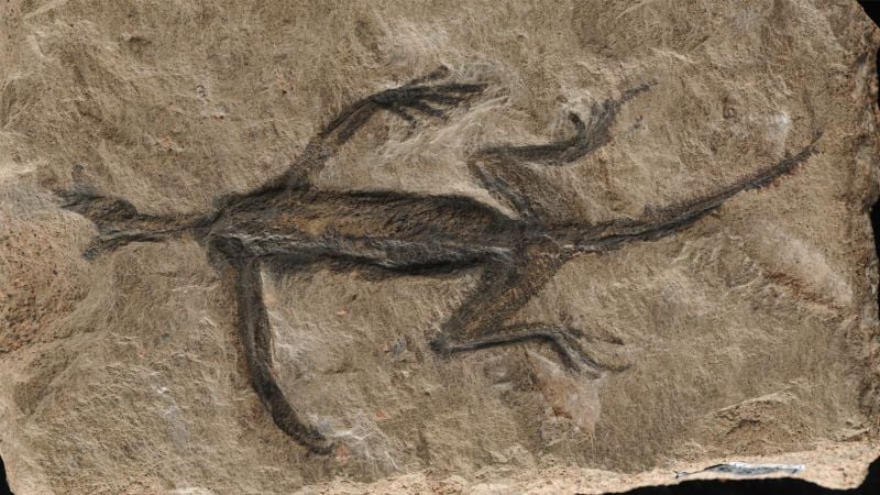 Featured image for "Exposed: The Truth Behind the Famous 280-Million-Year-Old Fossil"