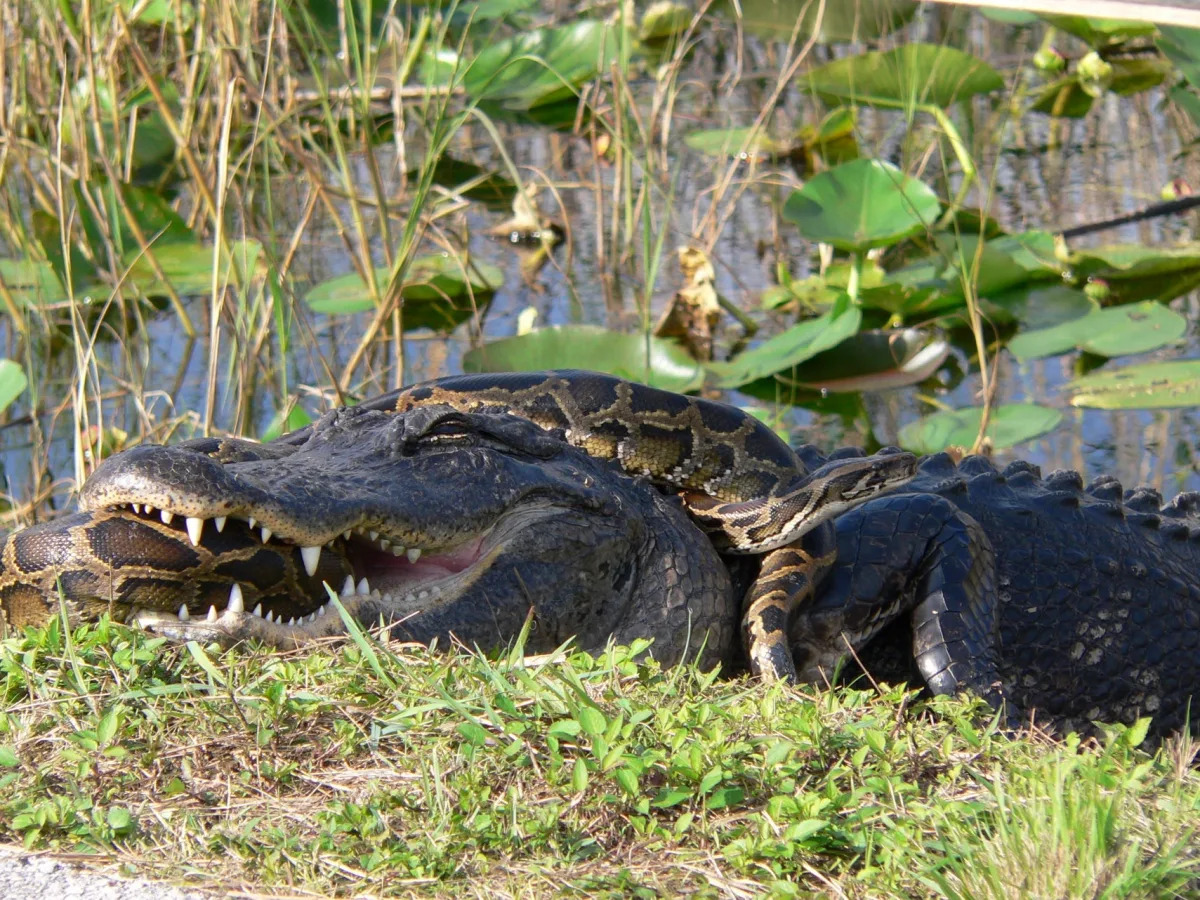 Florida's Everglades Witness Intense Alligator-Python Conflict.
