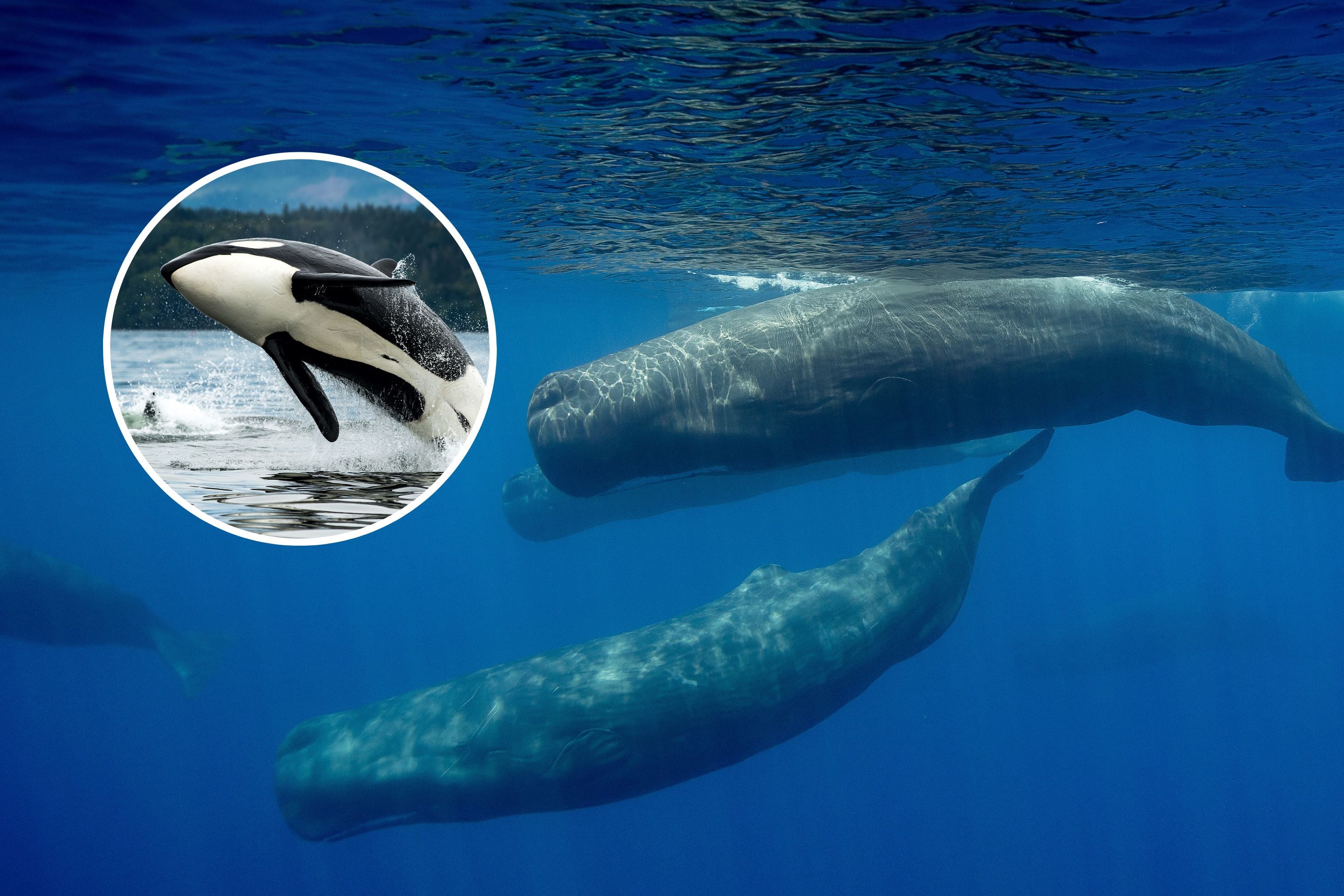 Featured image for "Sperm Whales' Unconventional Defense: Using Giant Poop Clouds to Thwart Orca Attacks"