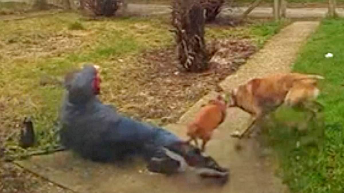 Featured image for "Devastated Owner Watches Dachshund Snatched and Mauled by Crazed Dog"