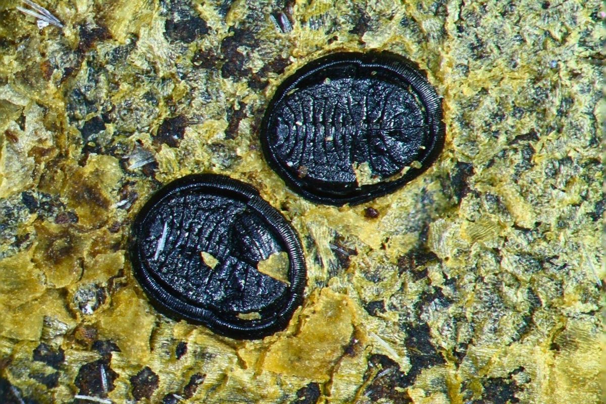 Featured image for Extremely Rare Insect Fossils Unearthed in New Zealand Lake