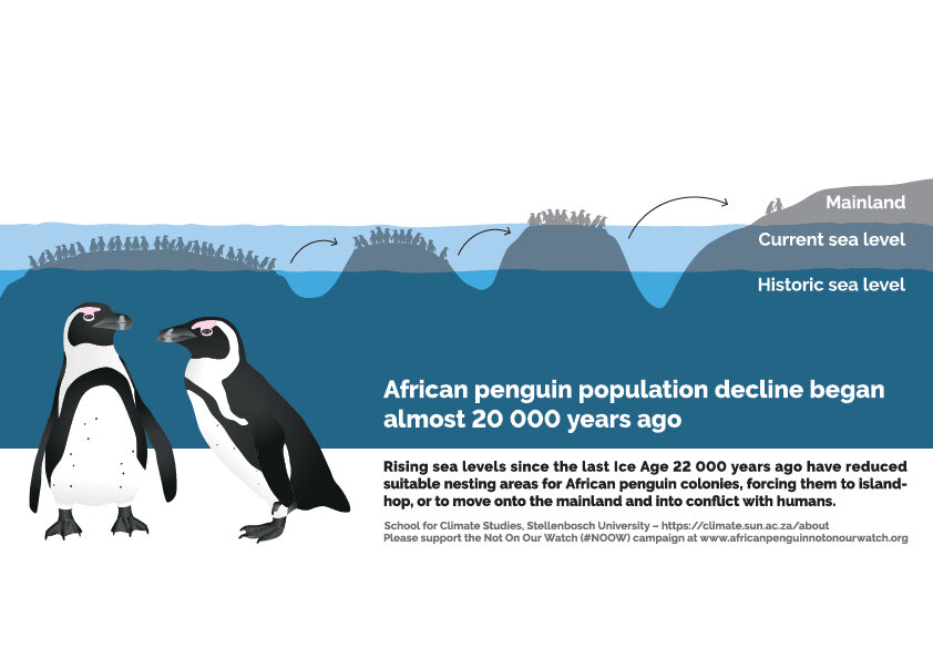 Surviving Climate Change: The Resilience of African Penguins
