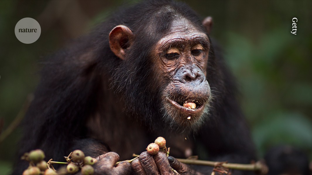Featured image for Chimpanzees Demonstrate Human-Like Rational Decision-Making