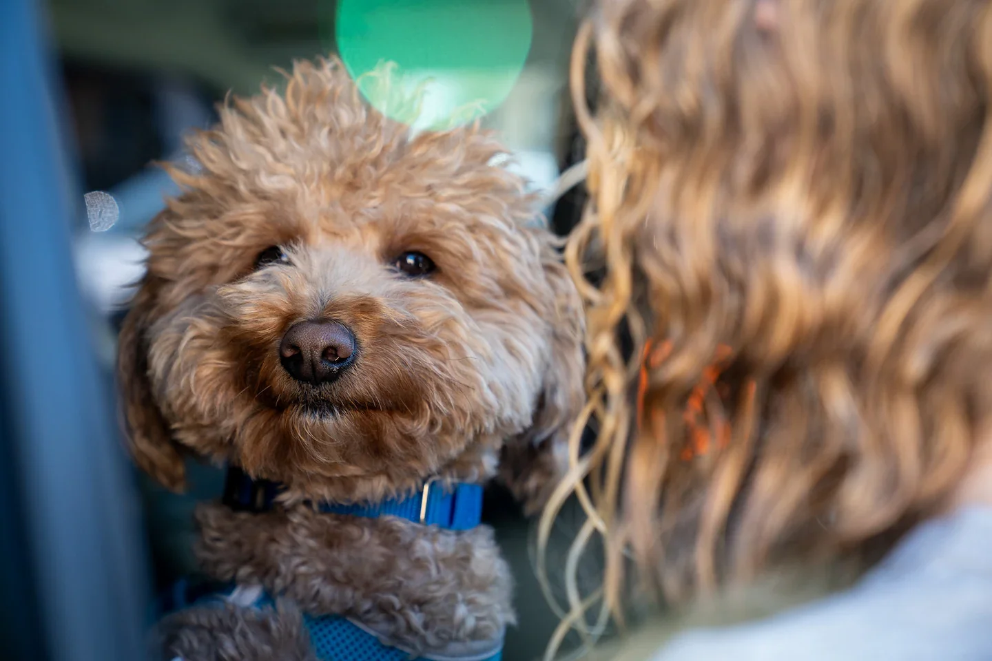 Vegas Officer Adopts Abandoned Airport Pup Named JetBlue