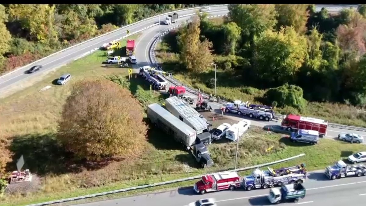 Featured image for Tragic Accident Claims 14 Cows on I-84 in Newtown