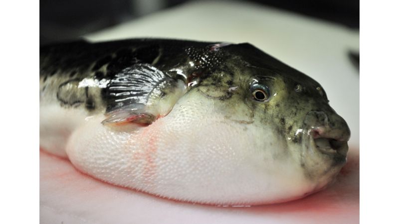 Tragic Deaths of Elderly Couple Linked to Poisonous Pufferfish Consumption in Malaysia