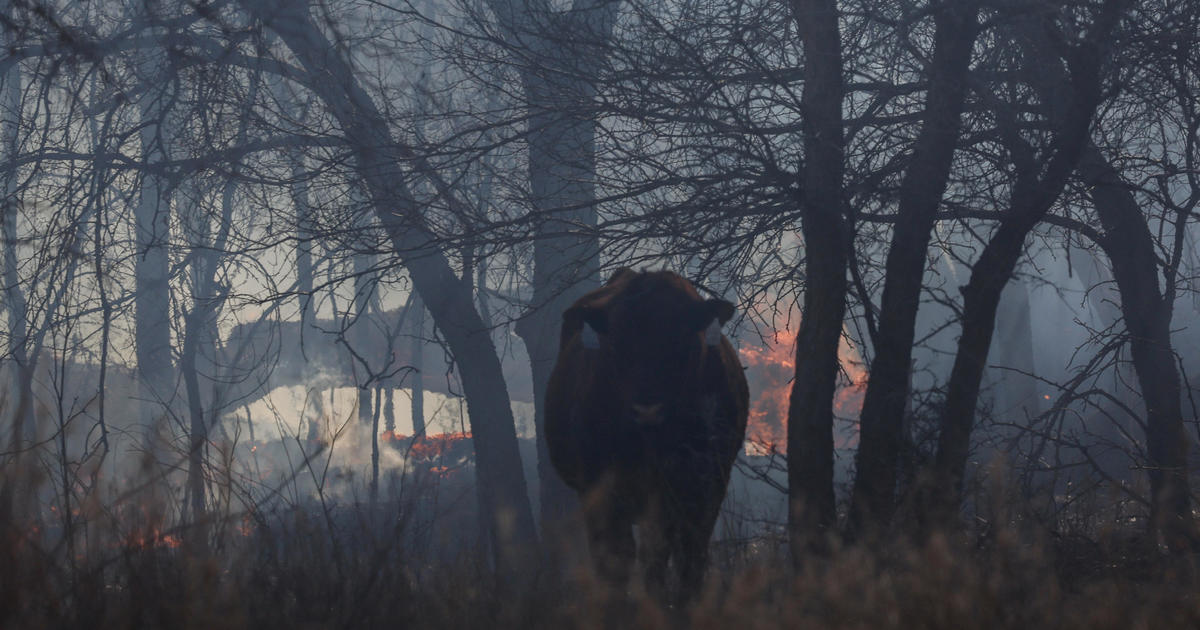 "Texas Panhandle Wildfires: Power Lines and Utility Company Implicated in Death of Thousands of Cattle"