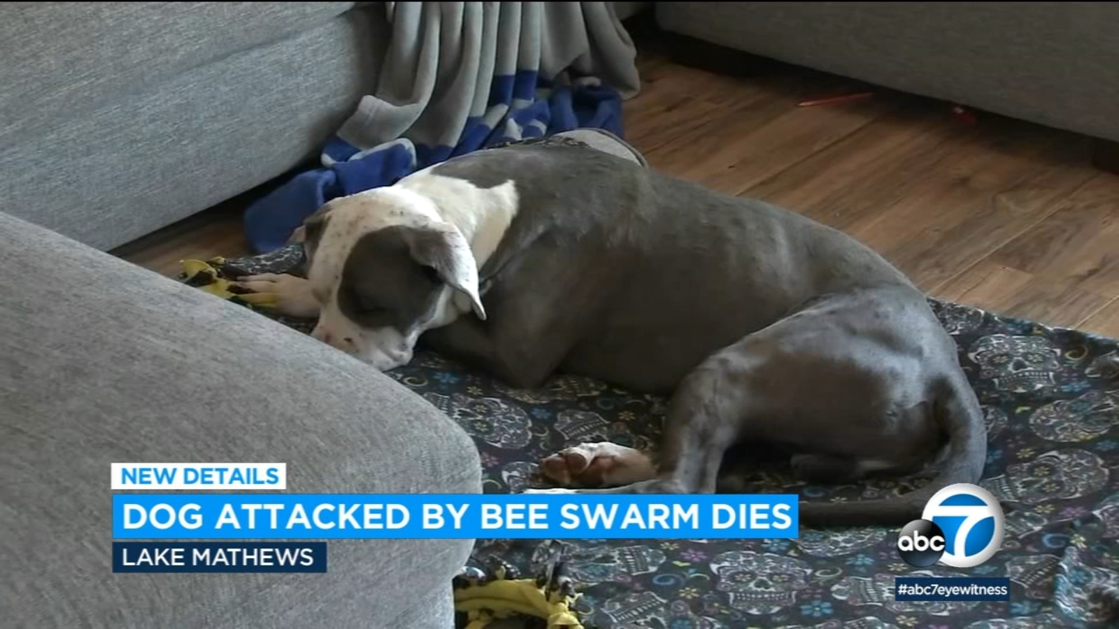 Tragic Death of Dog Stung Hundreds of Times by Bee Swarm.