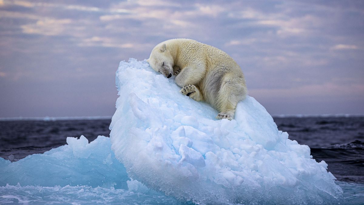 "Captivating Images: Polar Bears in the Arctic Win Wildlife Photography Awards"