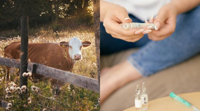 Featured image for Brazilian Research: Genetically Engineered Cow Produces Human Insulin, Potential Diabetes Cure