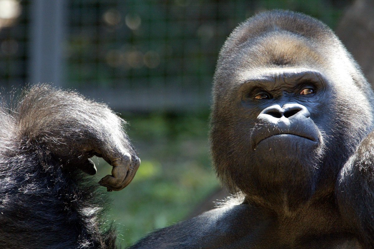 Featured image for "Zoo Urges Visitors: No Phone Videos for Gorillas!"