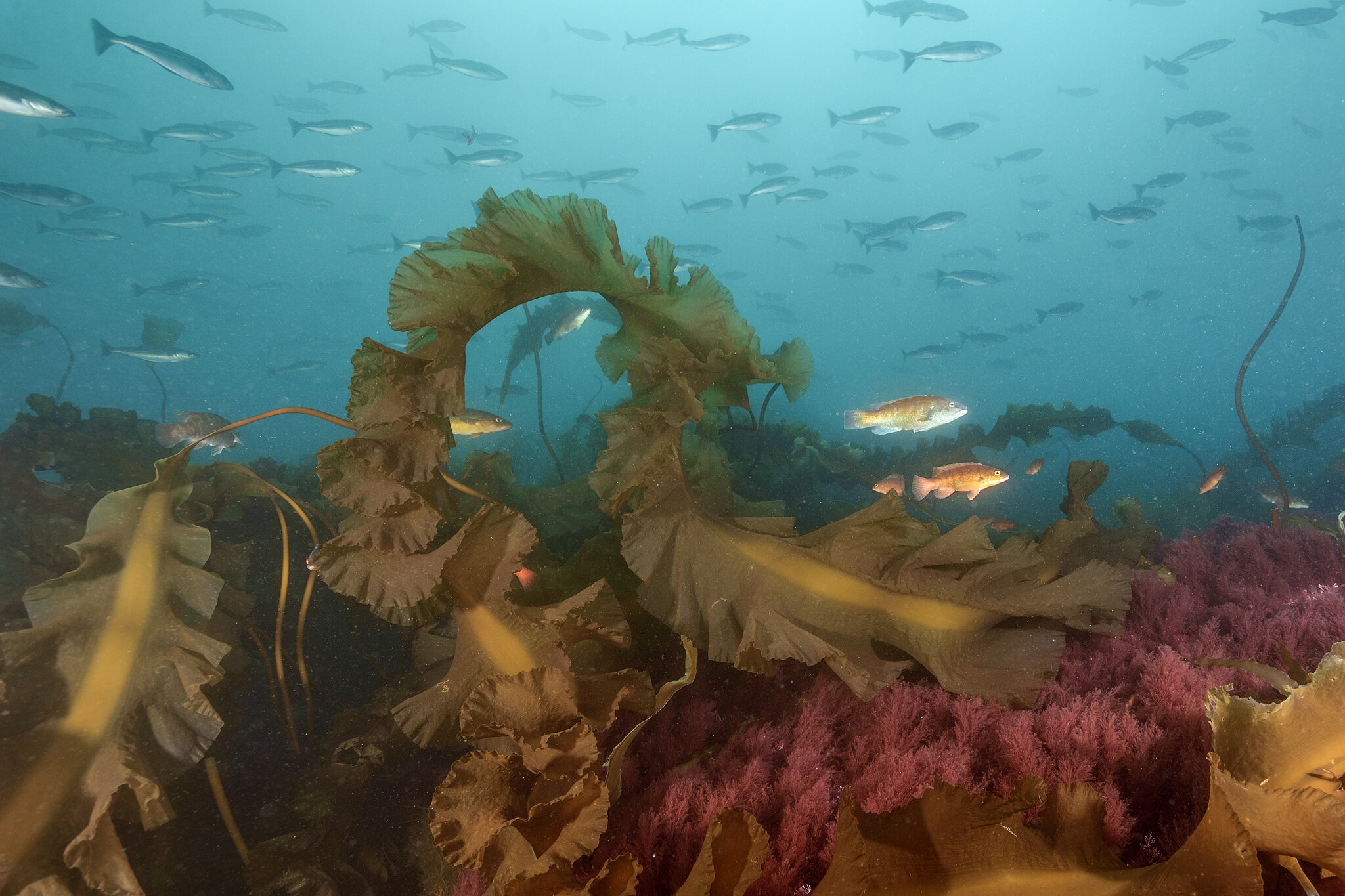 Featured image for Kelp Forest Collapse Disrupts Gulf of Maine Ecosystem