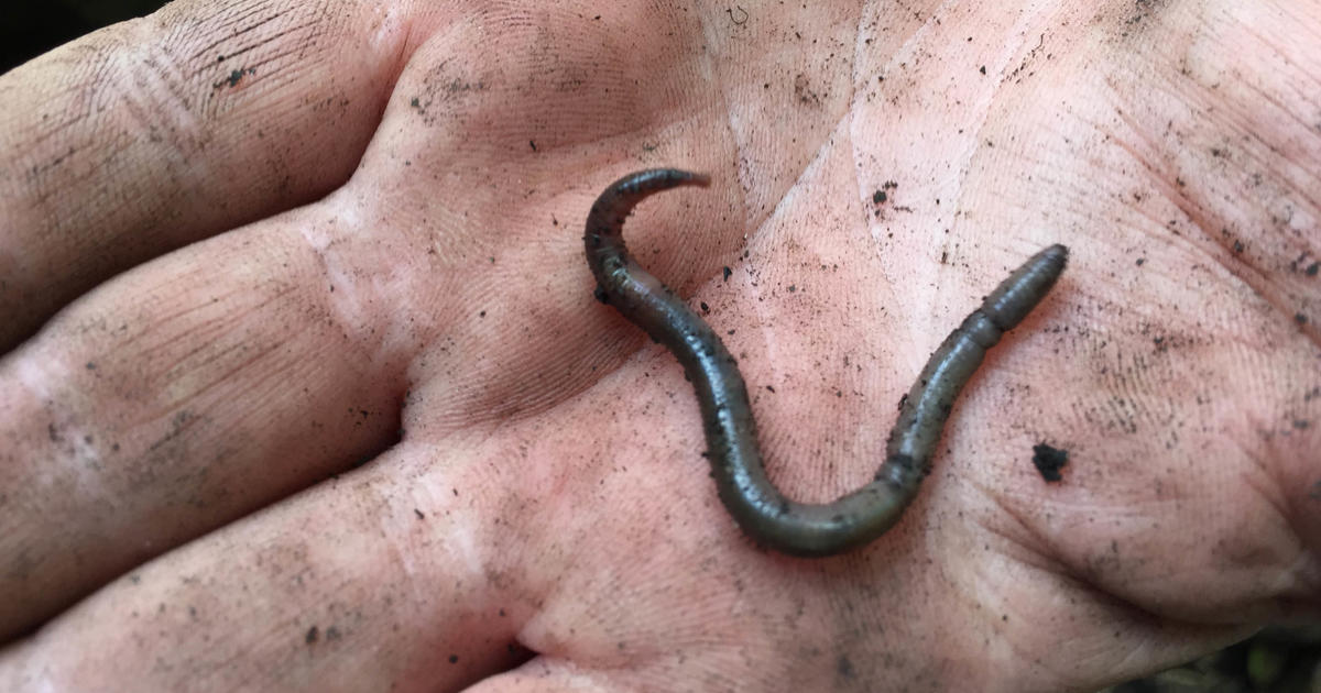 Invasive "Earthworms on Steroids" Spotted in Door County