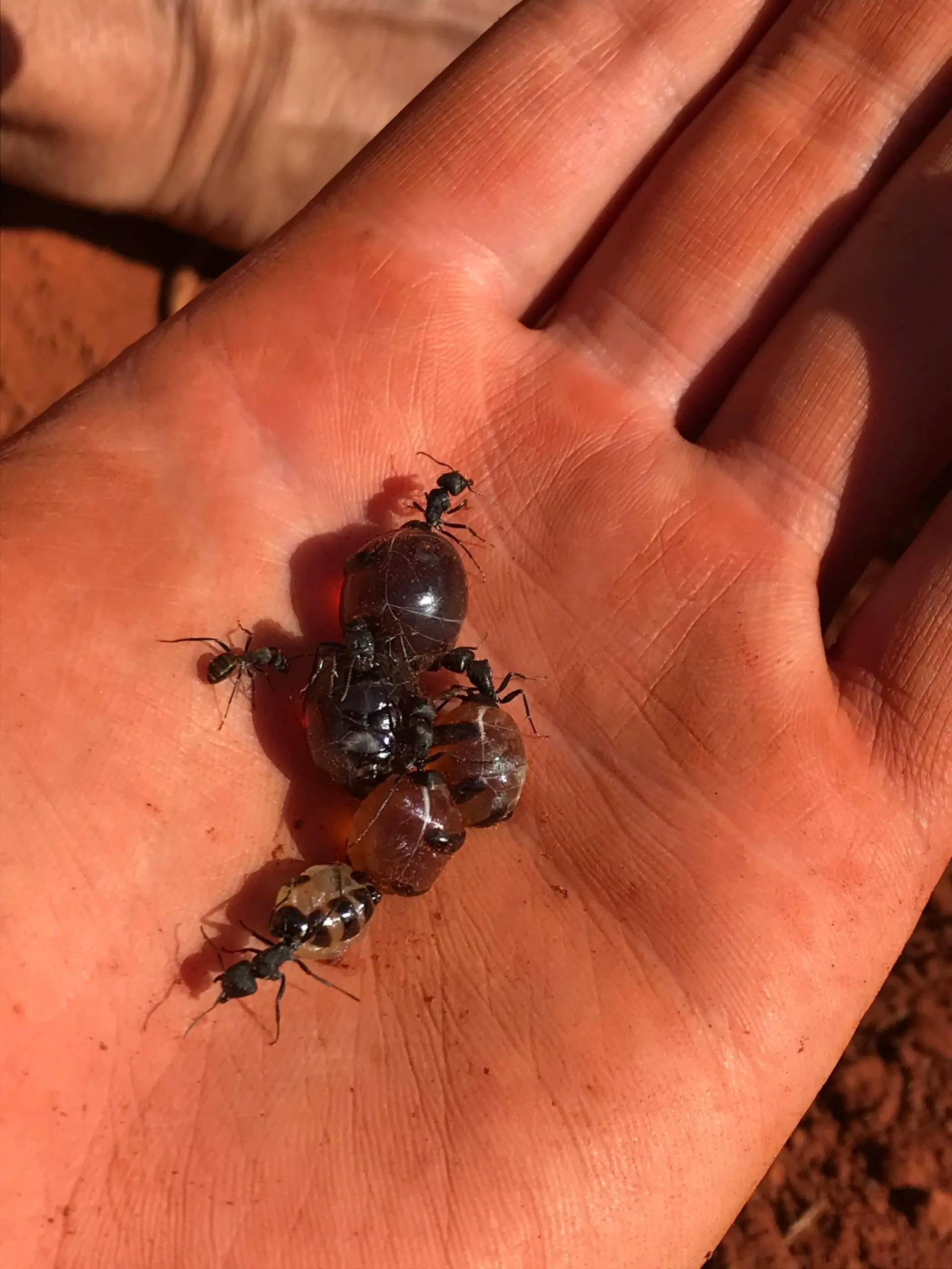 Featured image for The Powerful Anti-Microbial Properties of Australian Honeypot Ant Honey