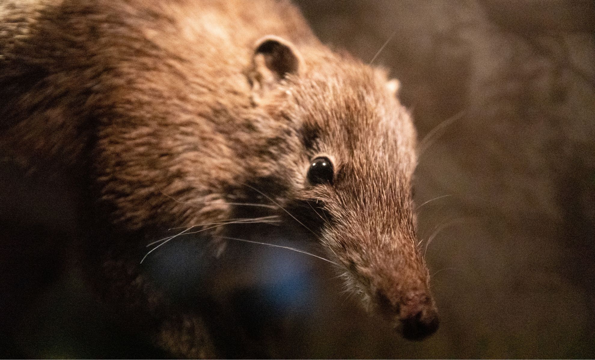 Featured image for Ancient Egg-Laying Mammal Preyed on Dinosaurs in Late Cretaceous