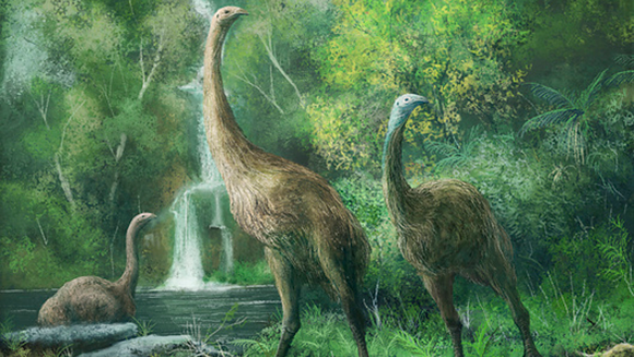 Featured image for "Moa: From Majestic Heights to Extinction's Depths"