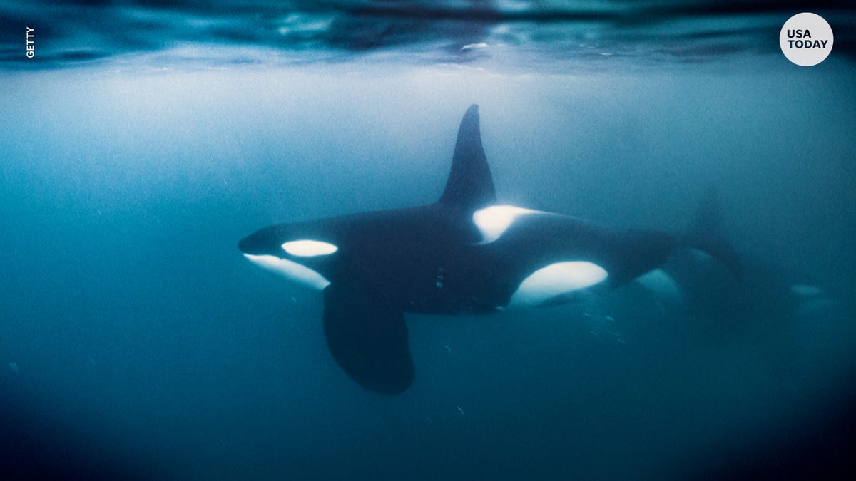 The Mysterious Rise of Orca Attacks on Boats.