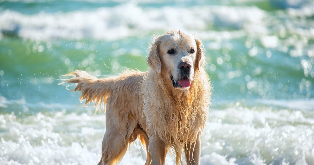 Featured image for Golden Retriever Enjoys Joyful Life with Adoring Couple