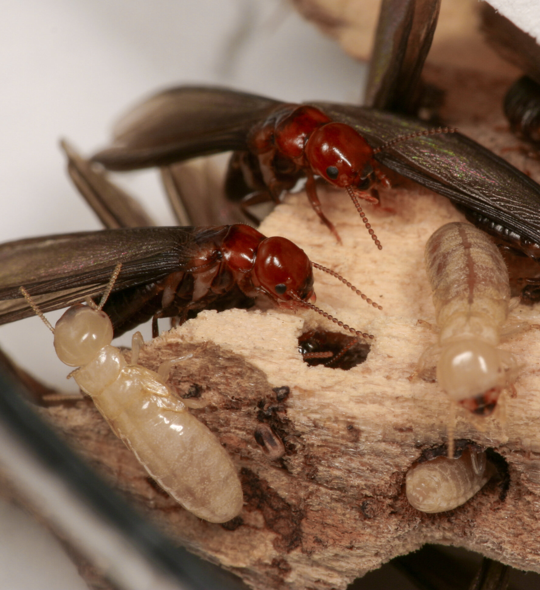 Featured image for "Natural Compound Revolutionizes Eco-Friendly Termite Control"