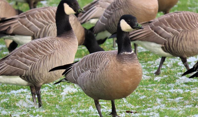 Featured image for B.C. Teen's Critical H5N1 Case Sparks Concern Amid Unclear Source