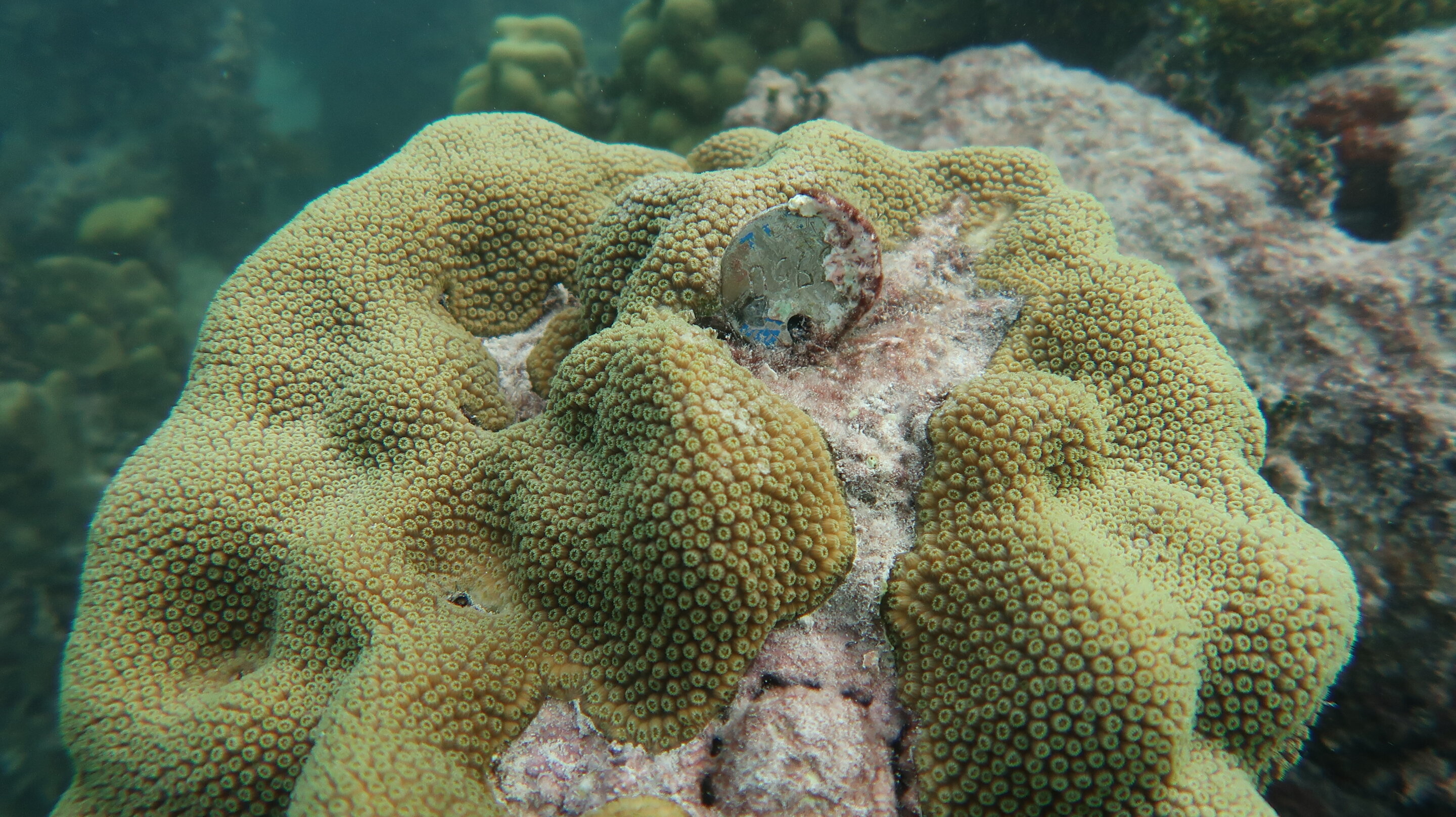 Featured image for Coral's Resilience Unveils Hope for Reefs Battling Climate Change